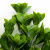 Трава искусственная -1, шт (эвкалипт лист 32 см/8 см)				 - купить в Обнинске. Цена: 169.93 руб.
