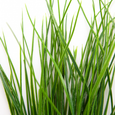 Трава искусственная -4, шт  (осока 50 см/8 см  7 листов)				 - купить в Обнинске. Цена: 130.73 руб.